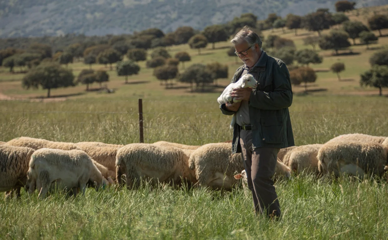 Diario ABC - Adiano, el mejor queso manchego de las ovejas felices y sanas Esta quesería situada en El Robledo (Ciudad Real) es la única de España que cuenta con el certificado de 'Bienestar Animal'