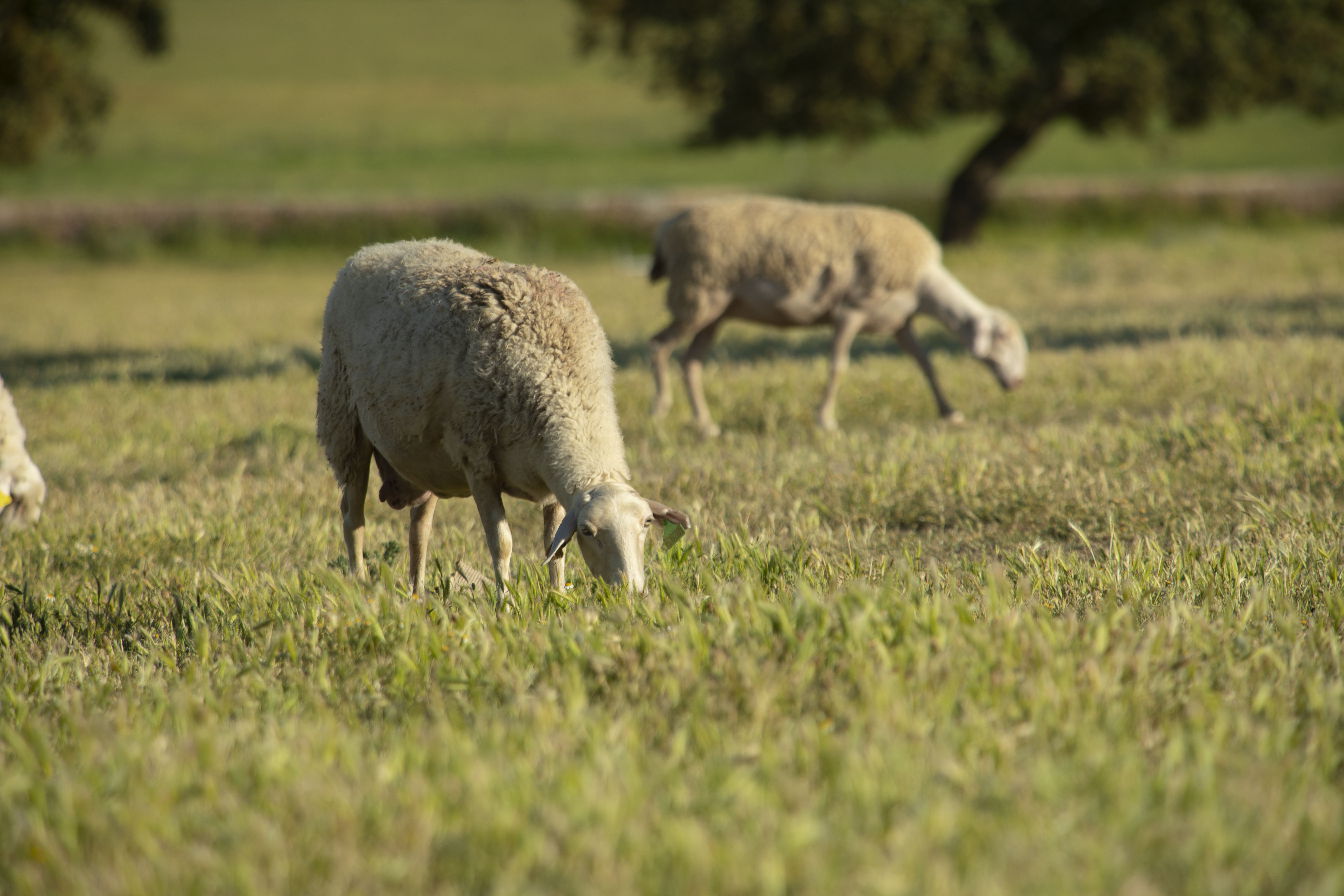 Bienestar Animal en el Queso